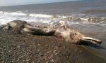 俄海滩惊现巨型怪兽尸体 尾巴长有毛发(组图)
