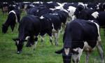 欧洲最老国际条约：法国每年向西班牙进贡三头牛