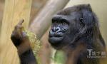 太奇葩 英国一只大猩猩冲拍照游客竖中指(图)