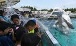 日本市民涌进水族馆 淋浴白鲸吐出