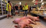 法国农民不满肉价下跌 在超市里养猪泄愤(图)