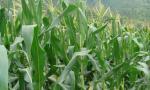 法国继续禁止种植MON810转基因玉米
