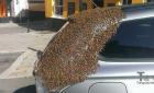 蜂后被困在车内 2万蜜蜂为救驾围攻汽车(图)