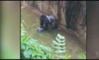美国俄亥俄州一动物园为救男童射杀大猩猩【图】