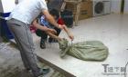 温州一公寓惊现一条蟒蛇 约3米长二十多公斤重【图】