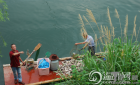 温州一市民盲目放生 楠溪江景区惊现700斤死鱼