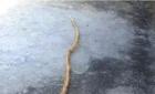 温州泰顺一村民挖到3米长的龙笋！太神奇了（组图）