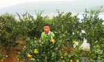 瑞安仙降“温州第一早”蜜柑采摘上市