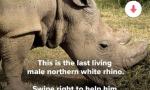 心碎！世界最后的北非白犀牛，孤单悲凉(图)